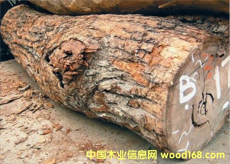 �M��Ӣ����������Ѫ��/��ľԭľľ���M�ڈ��P