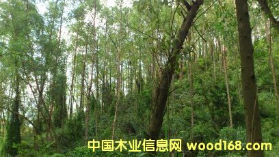 ����Ԕ����B