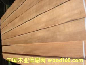 ��������ľ��Ԕ����B