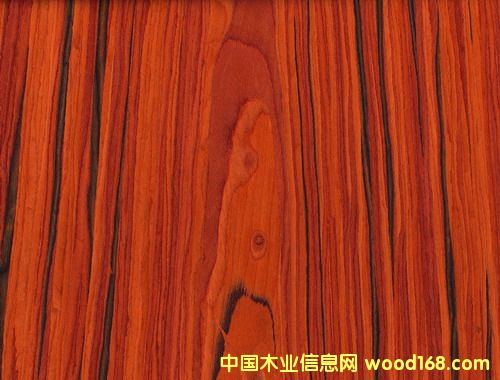 �t��֦��Ԕ����B