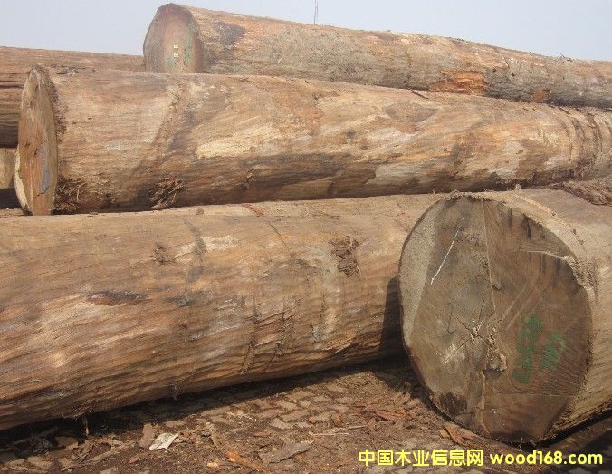 ���ǹ���Calophyllum)��Ԕ����B