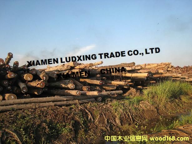 �R����˼ľ����Ϛgԭľ