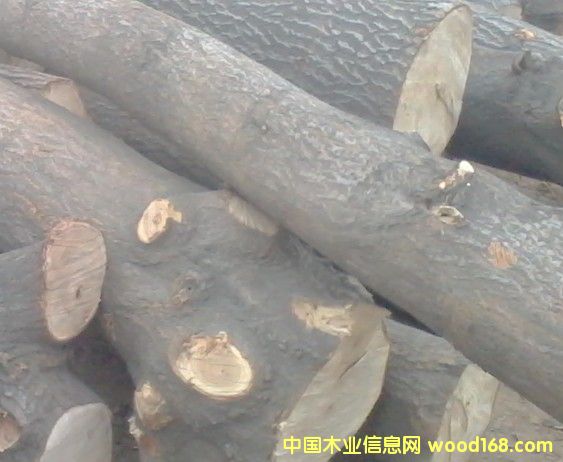 ͩľ��Ԕ����B