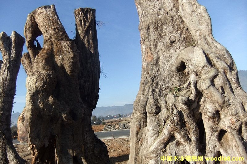 �ľ��Ԕ����B