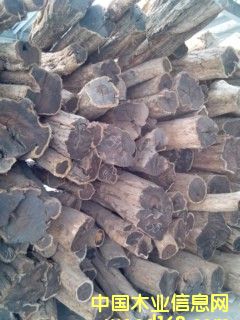 ��ľ��Ԕ����B