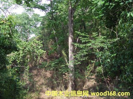 ����ԭľ��Ԕ����B