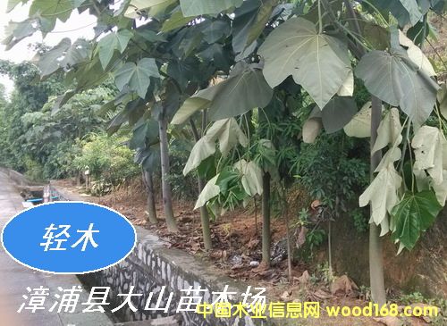 �pľ����ɳľ��Balsa