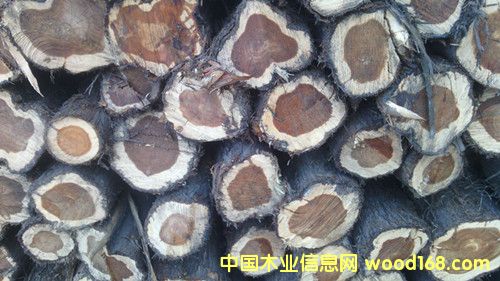 ɽ�|���ؼt�İ�ľ��Ԕ����B