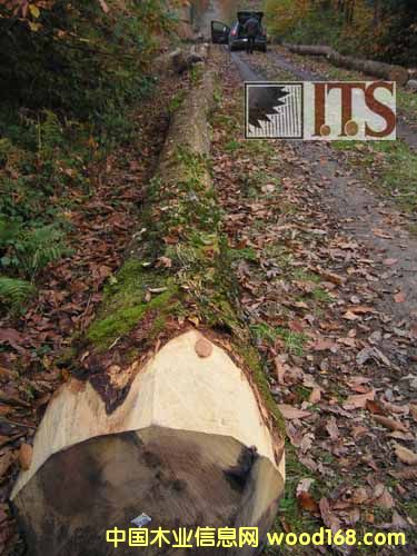 ��ľ��Ԕ����B