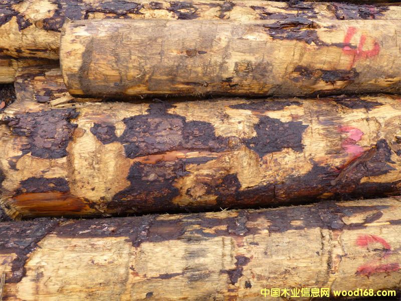 ��ɼ�����ô󣩵�Ԕ����B