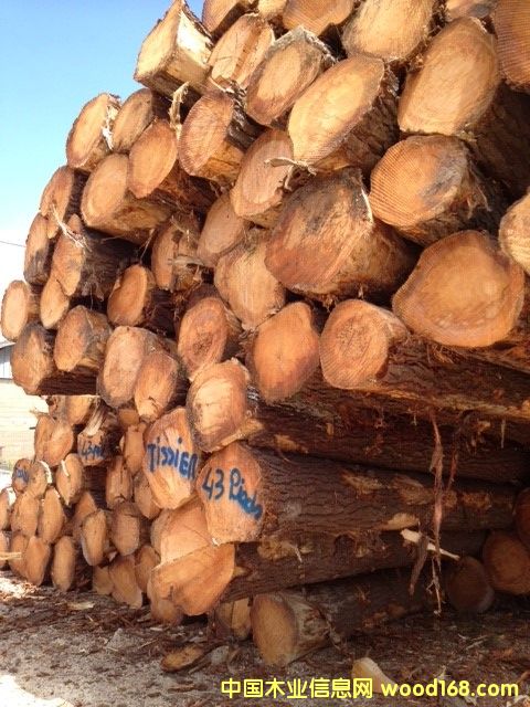 ������ɼԭľ��Ԕ����B