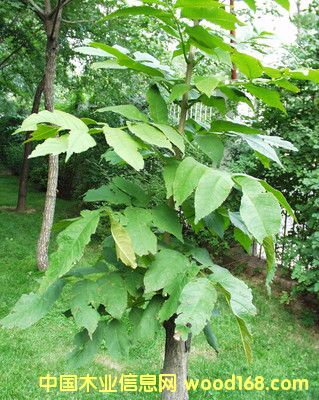 �G���Ԕ����B