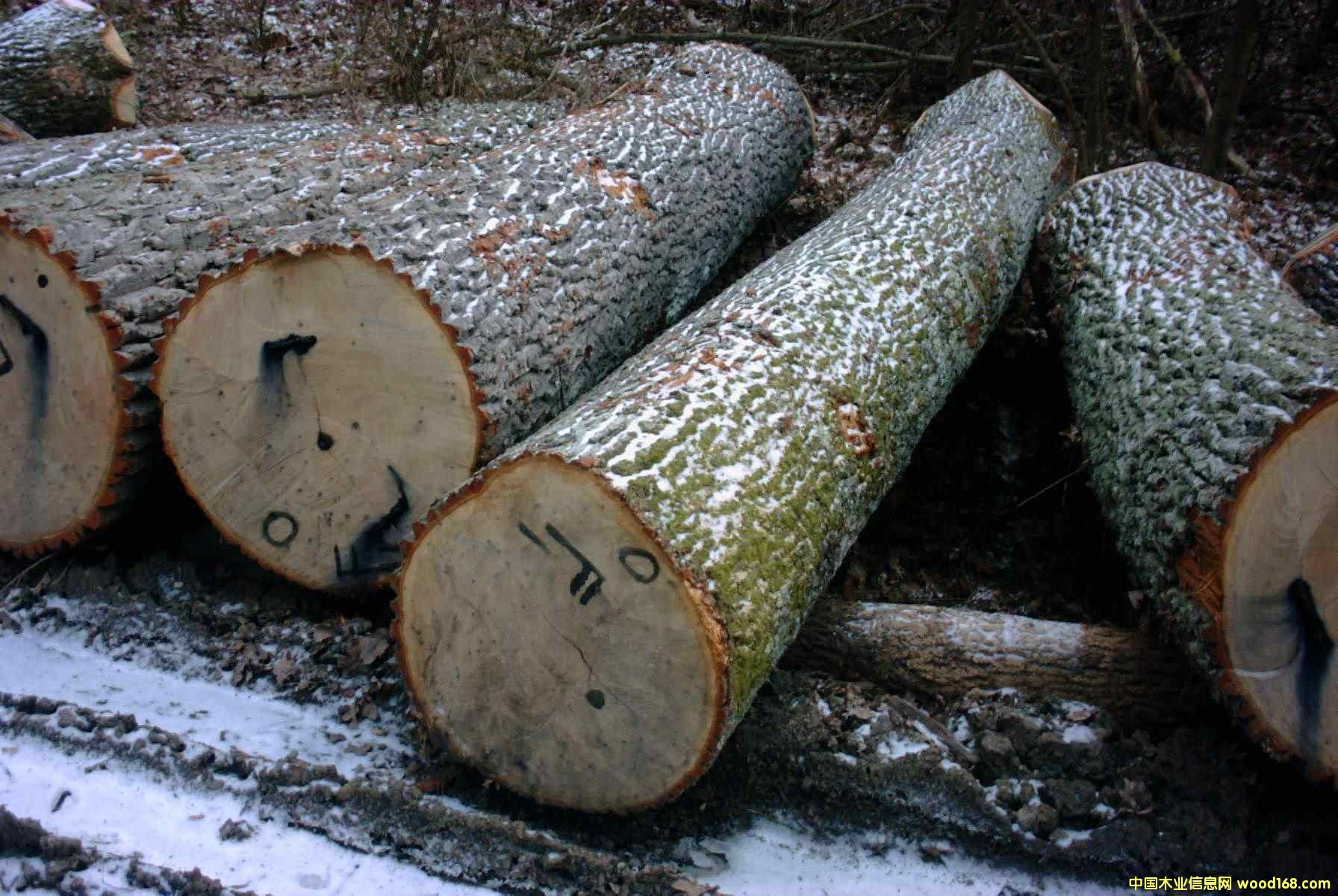 �W�ް��� ԭľ