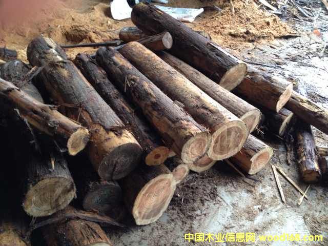 �ձ�ɼ�Aľ20CM����