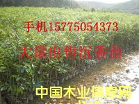 �������Ԕ��(x��)��B