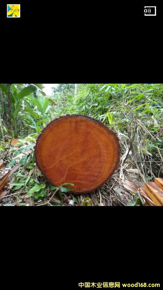 �����e�tľ��Ԕ��(x��)��B