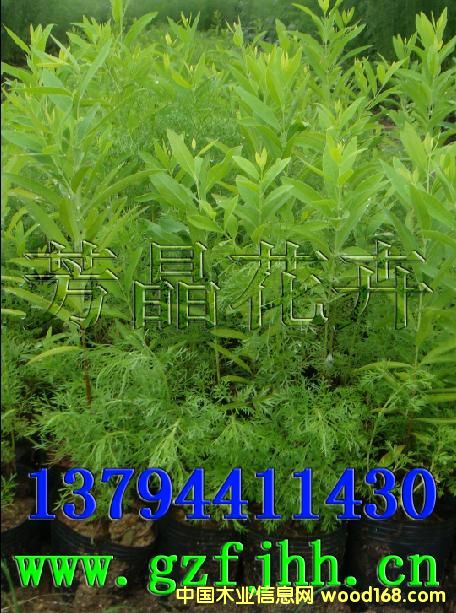 �c(di��n)���鿴̴���� ӡ��̴���� ̴�������༼�g(sh��)�Ŵ�DƬ