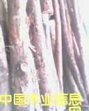 ��ľ���Ԕ����B