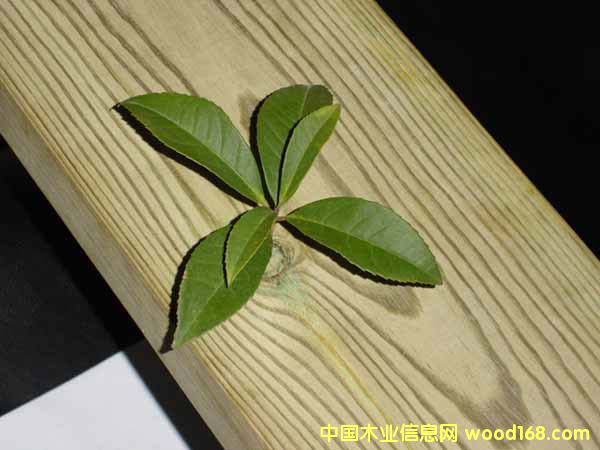 �c���鿴����ľ�Ŵ�DƬ