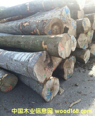 ��  ��ľ��Ԕ����B