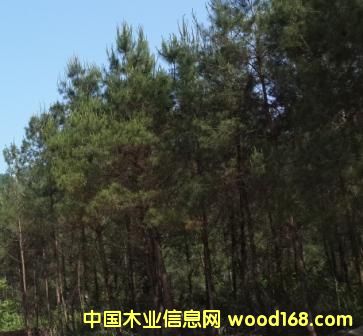 ��ľ��Ԕ��(x��)��B