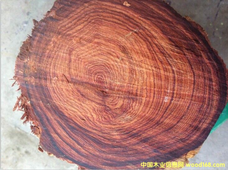 ����t��֦��Ԕ����B