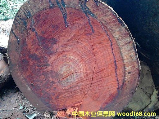 Moabi - ���ޙ���ľ