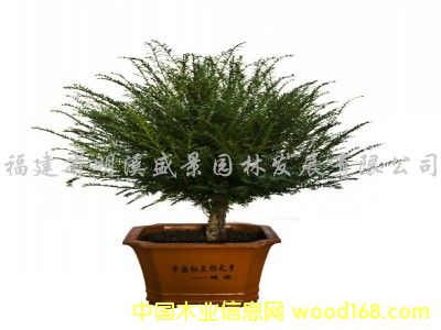 �c���鿴����Ʒ�Ƽt��ɼ��ľ�Ŵ�DƬ