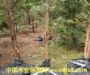 �c���鿴�t��ɼ��ľ�Ŵ�DƬ
