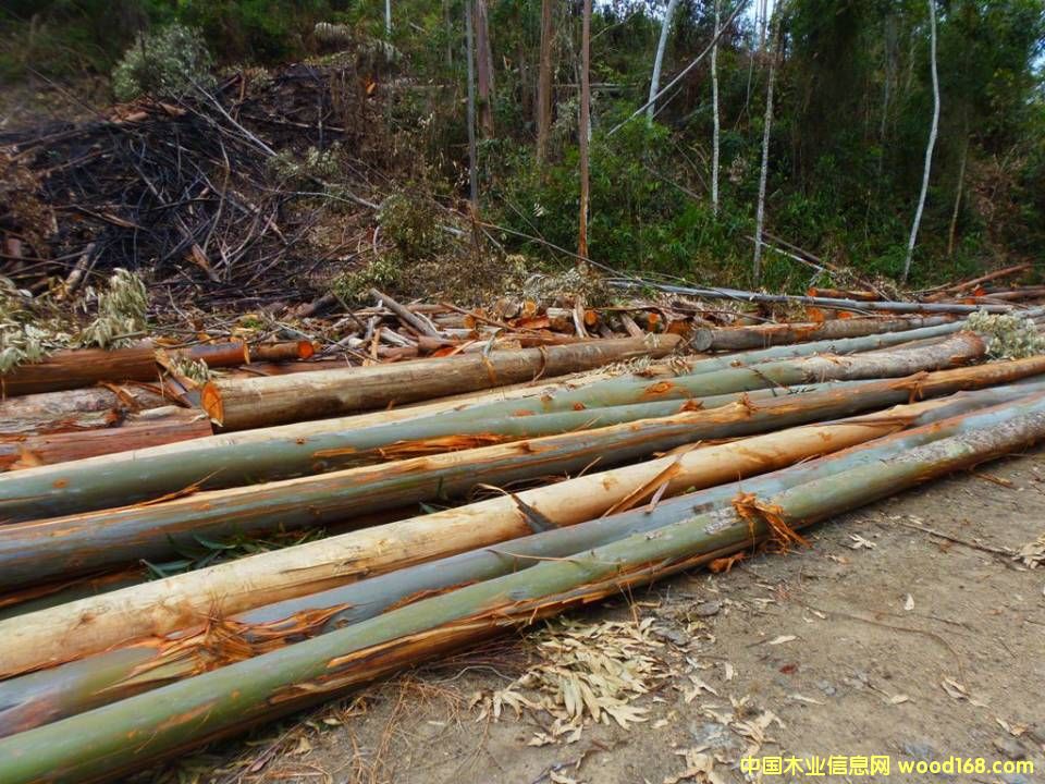 �M�����ԭľ