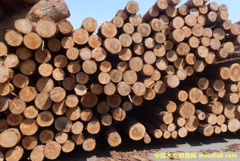 ��ɼԭľ��Ԕ��(x��)��B