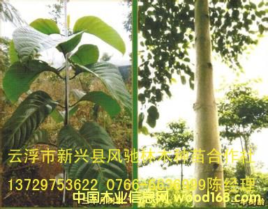 �c���鿴�S��ľ �F���� �Ŵ�DƬ