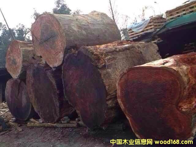 �c���鿴�t����ľ�Ŵ�DƬ