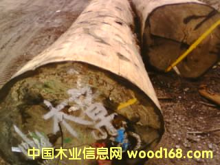 ɽ����Ԕ����B