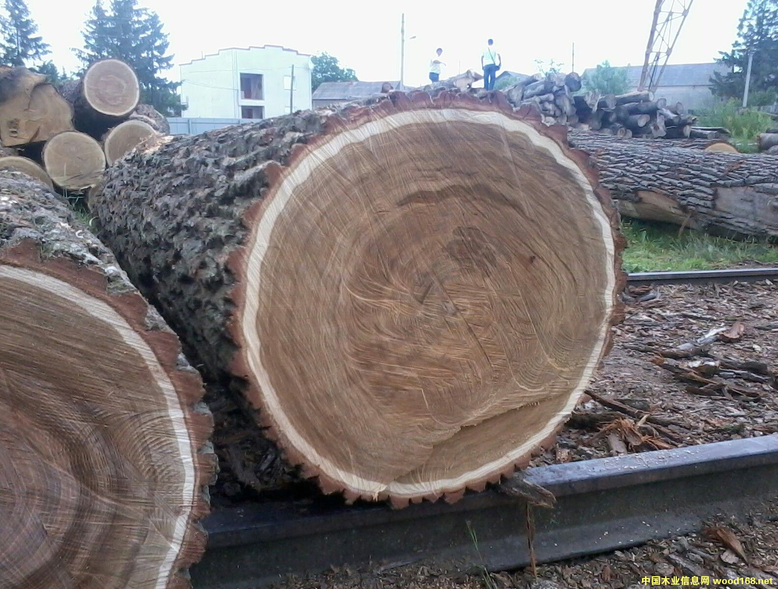 �W�ް���ԭľ��Ԕ����B