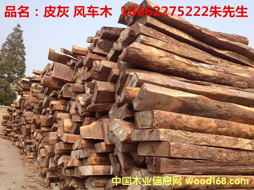 Ƥ�ң���̴����Ԕ����B