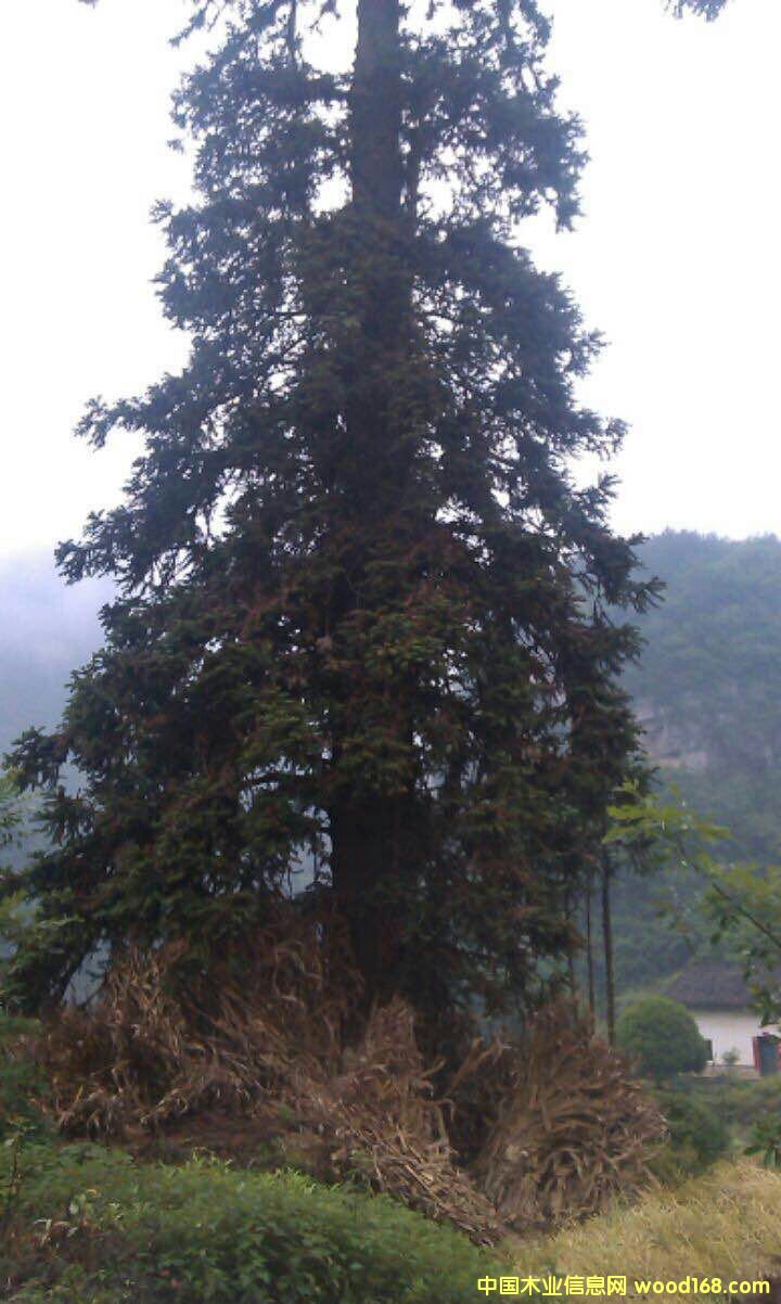 ��ڏ�ɼľ��Ԕ��(x��)��B