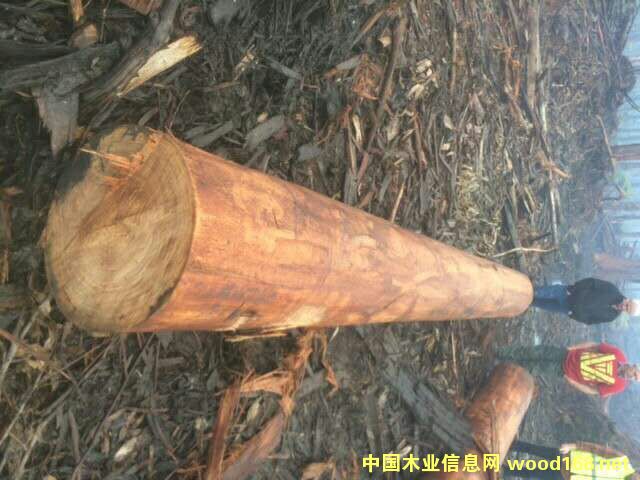 ��ľ��Ԕ����B