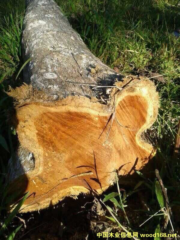 ��ľ��Ԕ����B