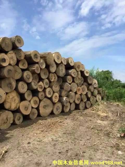 �W�ް��Dԭľ��Ԕ����B