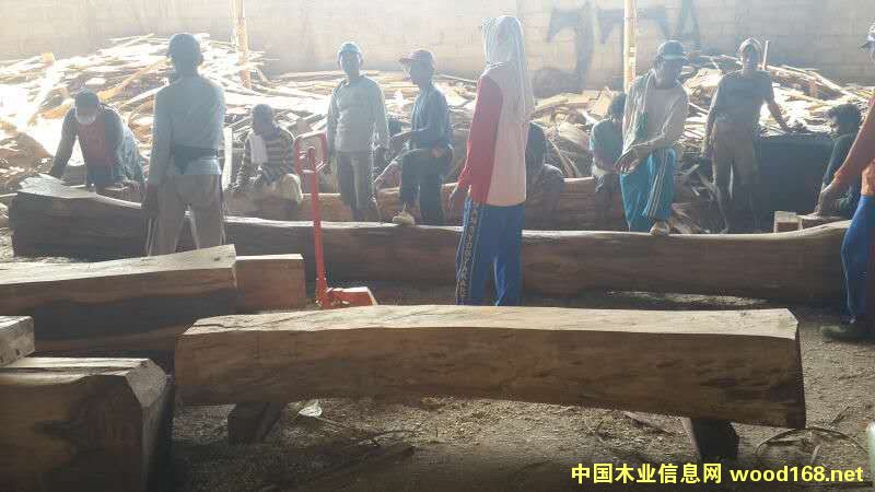 �c���鿴����֦�Ŵ�DƬ