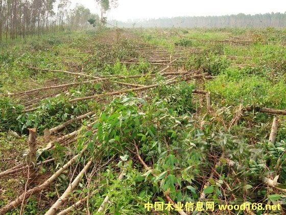 ���֦/����~/��ľ֦/��ľ�~/ľ�U/��ľ��/ľ�~/���~��Ԕ����B