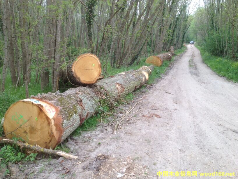 �W�ް���ԭľ���̵�Ԕ����B