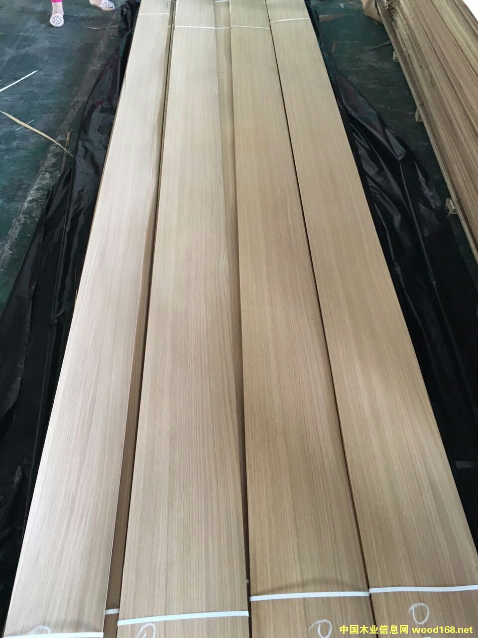 50�z����ֱ�yľƤ��Ԕ����B