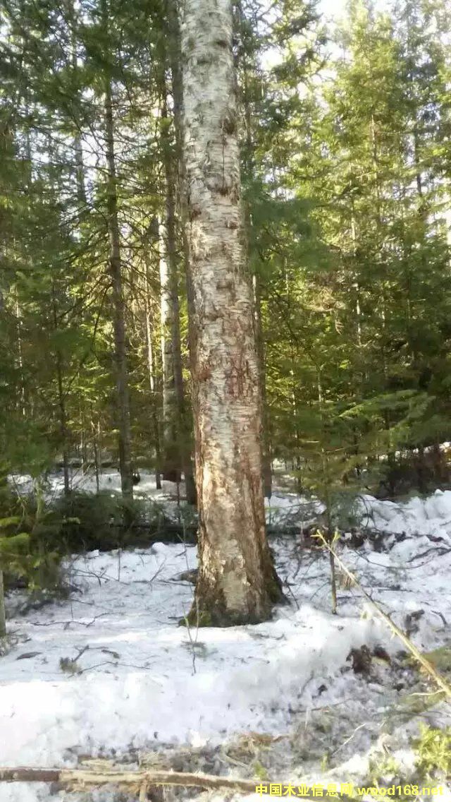 ��ľ��Ԕ��(x��)��B