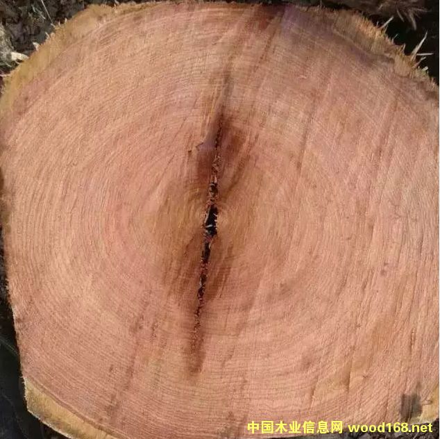 ���޻���ľ��݆