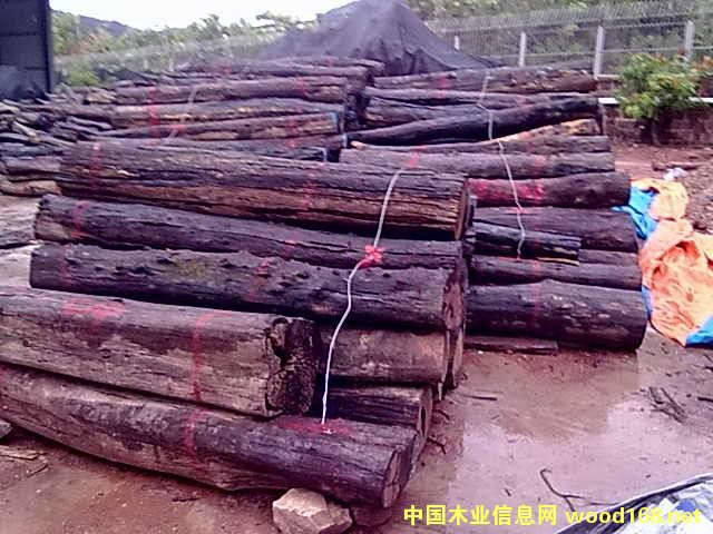 ��t��֦��-�tľ�ҾߏSѪ�I�ɱ�������ɽ�o����I