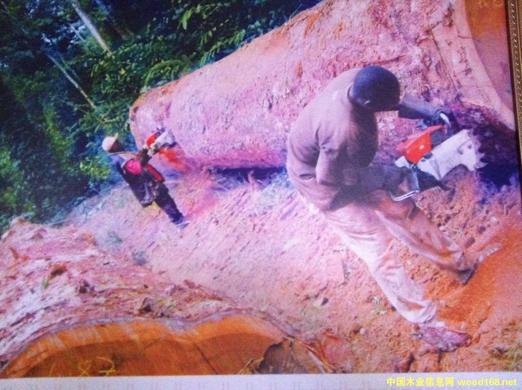 ����ľ�Ĵ�����IѲҕ֮---�������ľ�Ĺ�˾SNBG