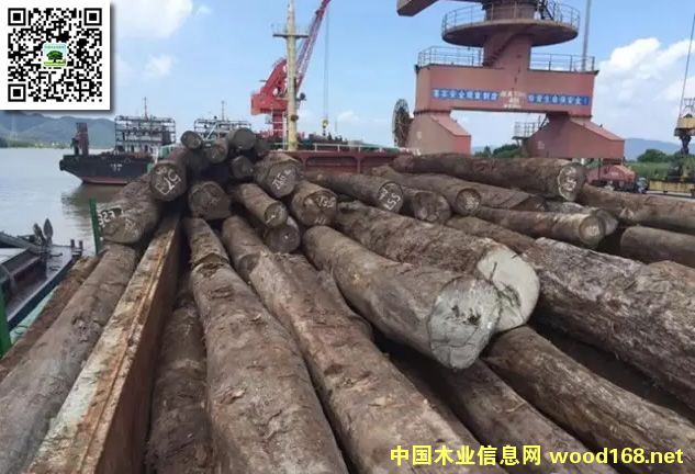 ��ɽ���~��ľ�ĸ�ӭ��4000��ľ�ĳɹ����