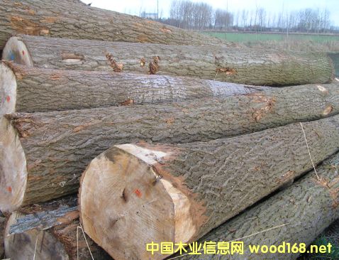 �W�ޗ�ľ���̵�Ԕ����B